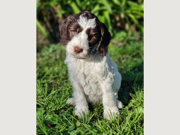 Image 1 of 5