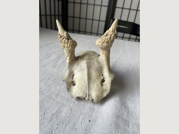 Image 1 of 5