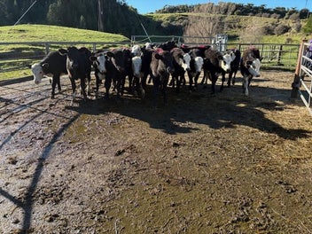 Image 1 of 12