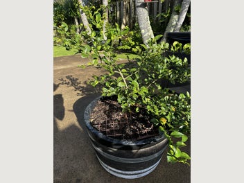 Image 1 of 4