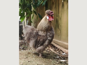 Image 1 of 4