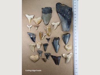 Image 1 of 16