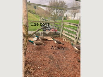 Image 1 of 2