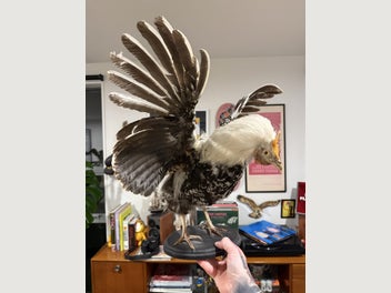 Image 1 of 7
