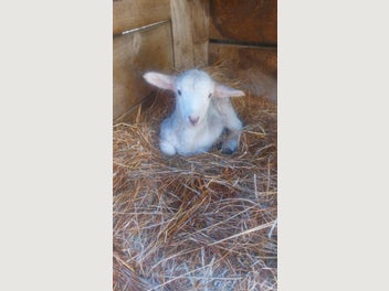 Image 1 of 5