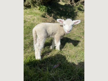 Image 1 of 6