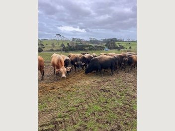 Image 1 of 6