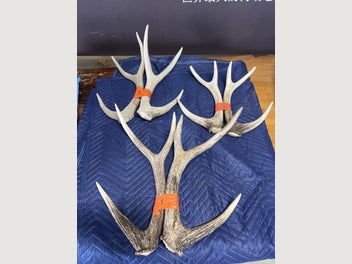 Image 1 of 17