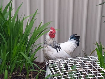Image 1 of 4