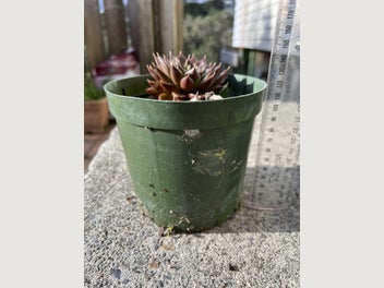 Image 1 of 7