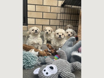Image 1 of 15