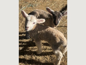 Image 1 of 7