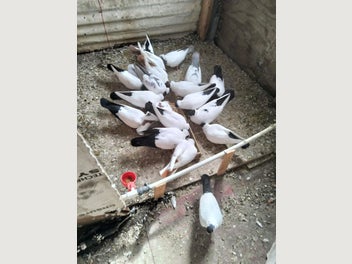 Image 1 of 7