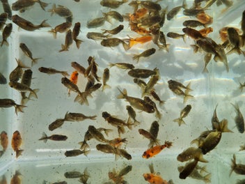 Image 1 of 9