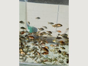 Image 1 of 9