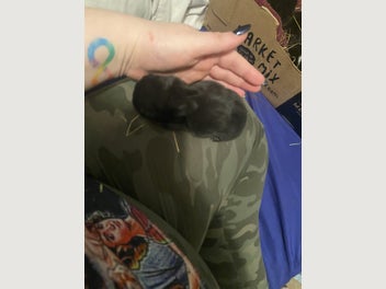 Image 1 of 11