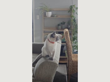 Image 1 of 15