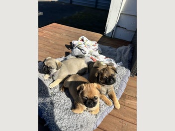 Image 1 of 17