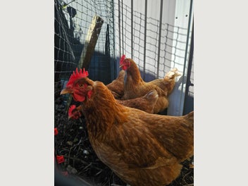 Image 1 of 7
