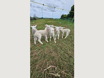 Image 1 of 2