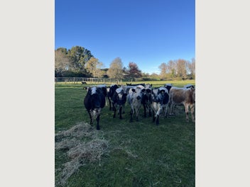 Image 1 of 7