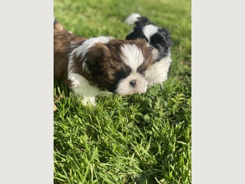 Image 1 of 13