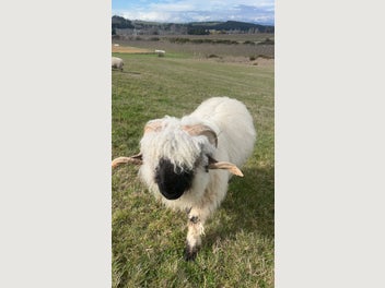 Image 1 of 8