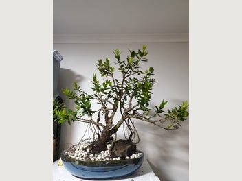 Image 1 of 4