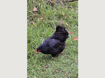 Image 1 of 8