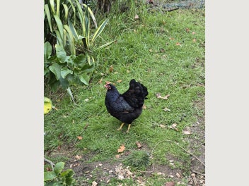Image 1 of 4