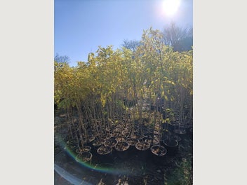 Image 1 of 15