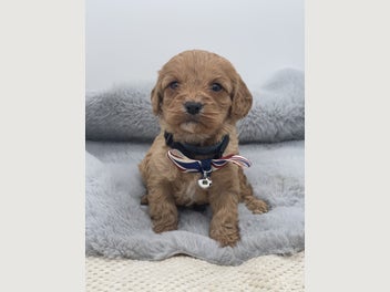 Image 1 of 11
