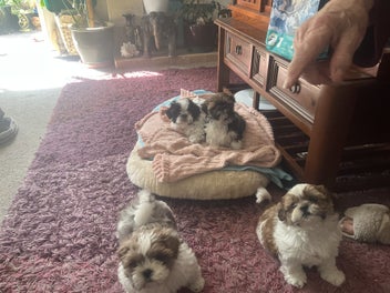 Image 1 of 8