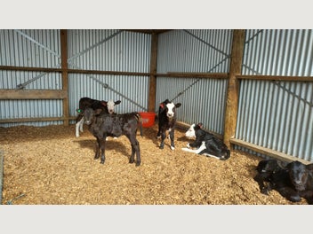 Image 1 of 4