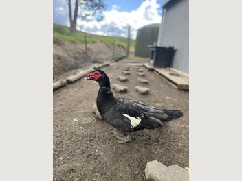 Image 1 of 13