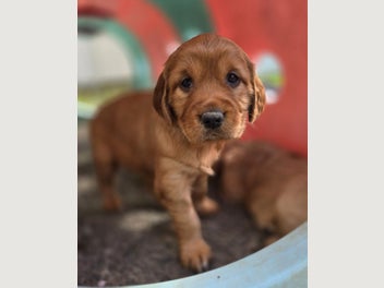 Image 1 of 17
