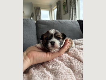Image 1 of 13