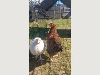 Image 1 of 7