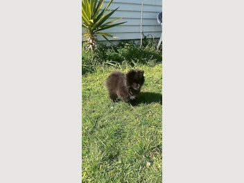 Image 1 of 12