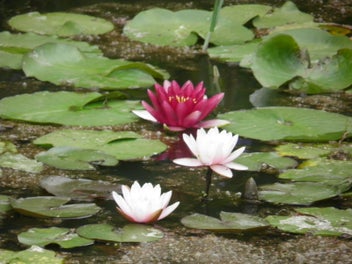 Image 1 of 16