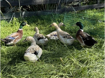 Image 1 of 5