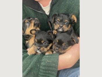 Image 1 of 15