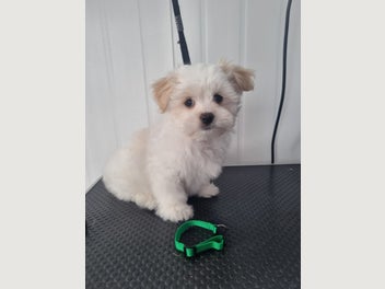 Image 1 of 11