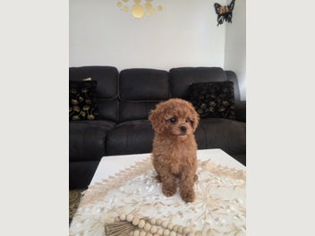 Image 1 of 8