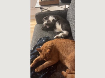Image 1 of 7