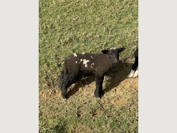 Image 1 of 1