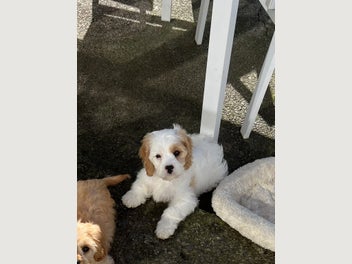 Image 1 of 17