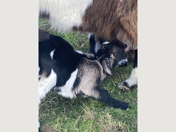 Image 1 of 4