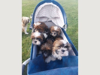 Image 1 of 4