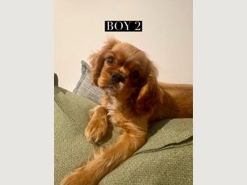 Image 1 of 19